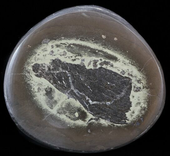 Polished Fish Coprolite (Fossil Poo) - Scotland #44693